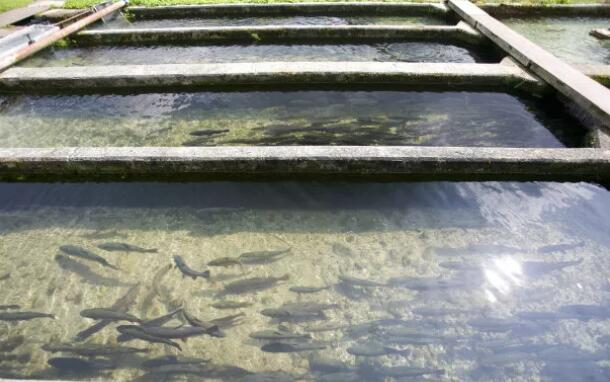 水產(chǎn)養(yǎng)殖尾水面臨的問(wèn)題及處理方法02