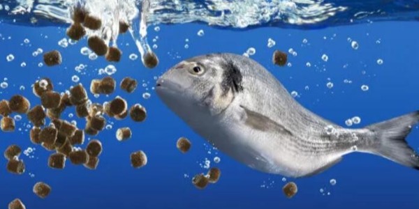 水產(chǎn)養(yǎng)殖尾水面臨的問(wèn)題及處理方法