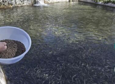 水產(chǎn)養(yǎng)殖抓住兩個關(guān)鍵詞，尾水處理和漁業(yè)凈水都不是問題01