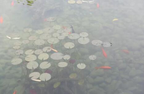 水產(chǎn)養(yǎng)殖抓住兩個關(guān)鍵詞，尾水處理和漁業(yè)凈水都不是問題02