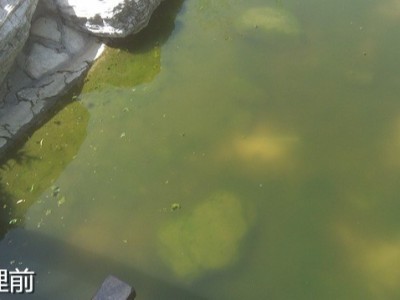 去富營養(yǎng)化技術(shù)