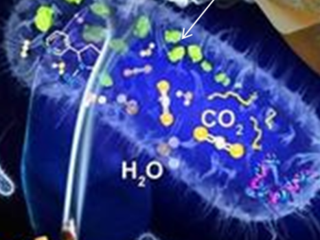 微生態(tài)活水直接凈化構(gòu)建技術(shù)