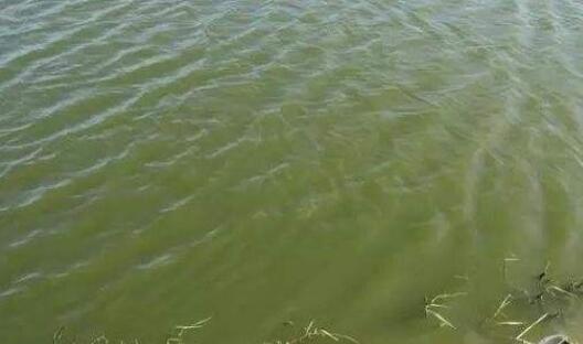 池塘水處理方案如何選才能養(yǎng)好魚蝦？02