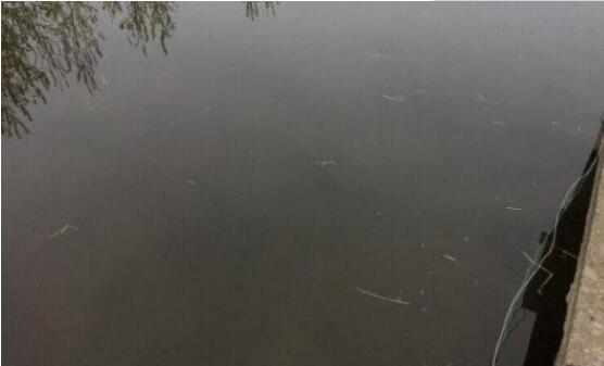 池塘水處理方案如何選才能養(yǎng)好魚蝦？03