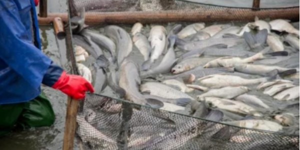 池塘水處理方案如何選才能養(yǎng)好魚(yú)蝦？