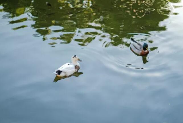 現(xiàn)實(shí)情況調(diào)研及感悟——農(nóng)村生活污水治理009