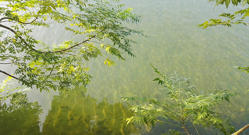 水利報：直接凈化—— 黑臭水體整治的長效措施（上）