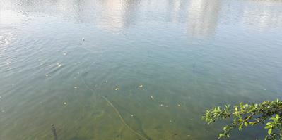 水利報：直接凈化——黑臭水體的長效治理（中）