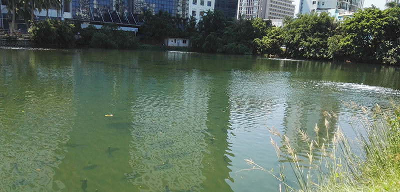 水利報：直接凈化——黑臭水體的長效治理（下）