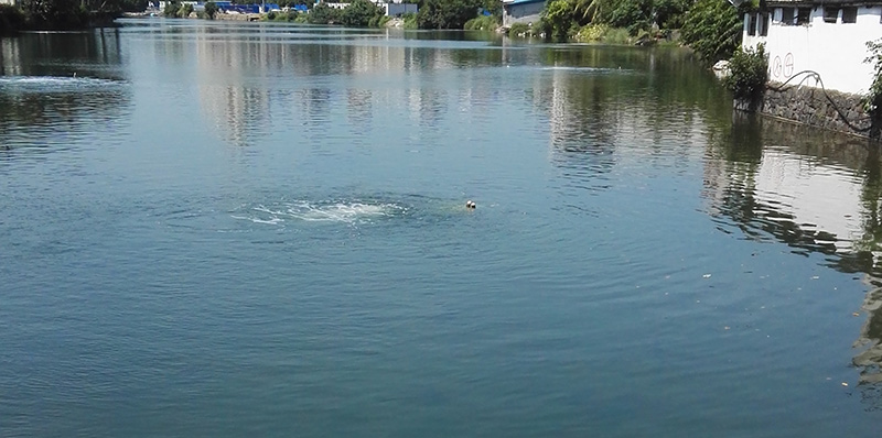 北京通州今年實(shí)施26項(xiàng)生態(tài)環(huán)境建設(shè)工程 消除全區(qū)黑臭水體