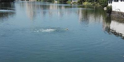 北京通州今年實施26項生態(tài)環(huán)境建設工程 消除全區(qū)黑臭水體