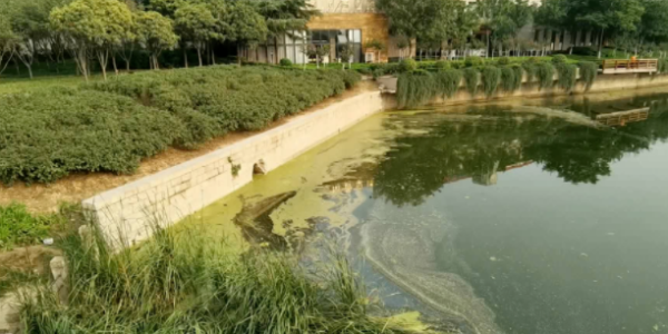 河道整治效果顯現(xiàn)