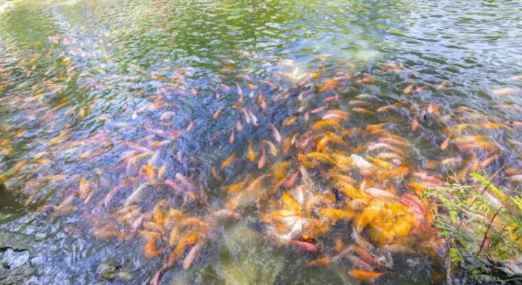 在水產(chǎn)養(yǎng)殖廢水處理中，微生物起到什么作用？