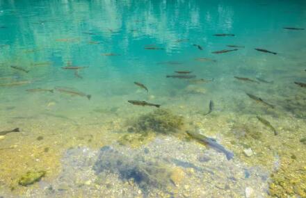 在水產(chǎn)養(yǎng)殖廢水處理中，微生物起到什么作用？02