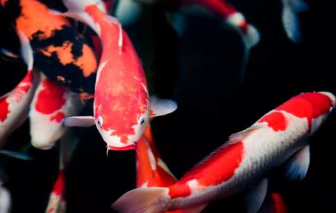 在水產(chǎn)養(yǎng)殖廢水處理中，微生物起到什么作用？03