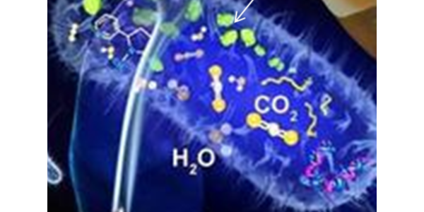 你的曝氣池填料為什么掛不上膜？
