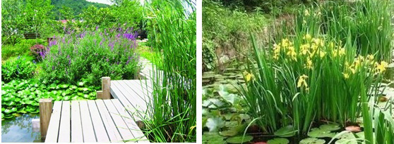 微生態(tài)活水（HDP）接觸氧化生態(tài)塘