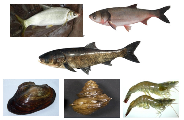 微生態(tài)活水（HDP）接觸氧化生態(tài)塘