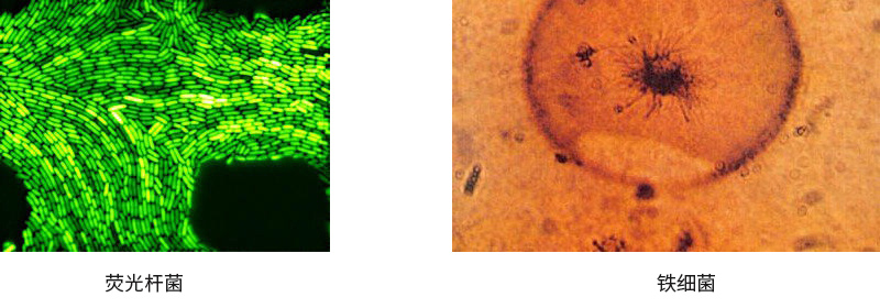 黑臭水體中微生物的來源有哪些？