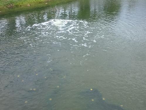 城市河道黑臭水體治理方案及水質(zhì)達標保障