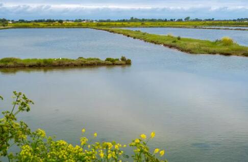 景觀湖水變綠的原因是什么？02