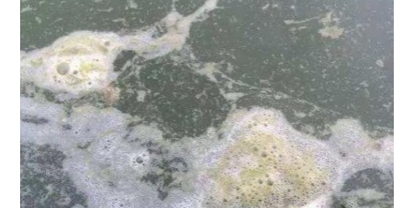 池塘水處理中關(guān)于泡沫的知識(shí)點(diǎn)，你知道多少？