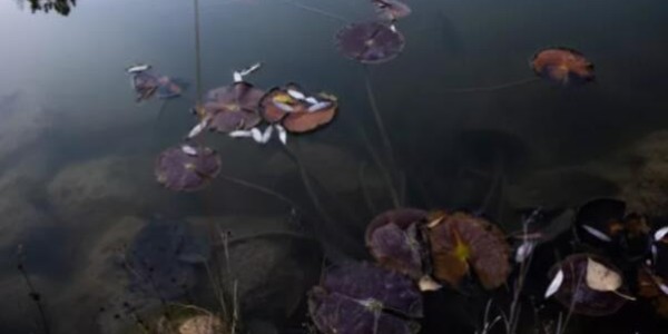 佳業(yè)佳境教你如何應(yīng)對(duì)池塘水處理渾濁問題