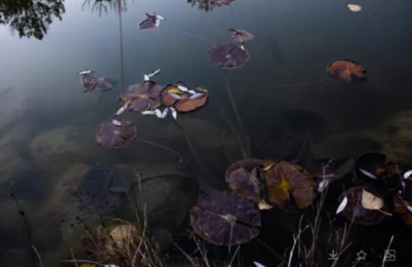 佳業(yè)佳境教你如何應(yīng)對(duì)池塘水處理渾濁問(wèn)題1