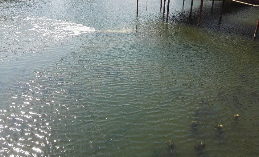 秦皇島大馬坊河原位生態(tài)修復(fù)工程-佳業(yè)佳境工程案例