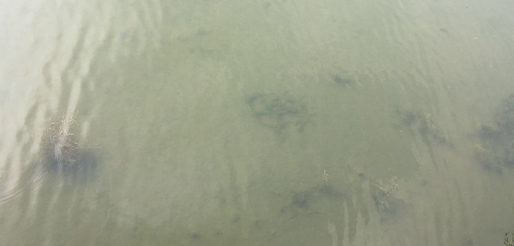 秦皇島大馬坊河原位生態(tài)修復(fù)工程-佳業(yè)佳境工程案例