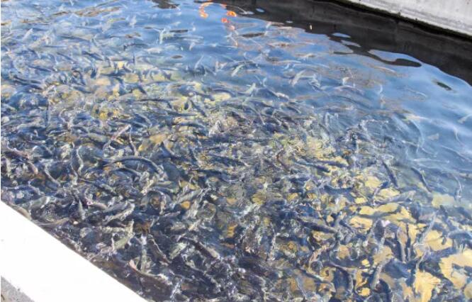 水體又黑又臭存在什么問題？