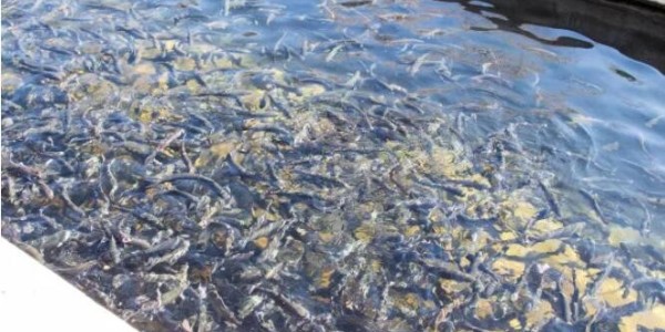 水體又黑又臭存在什么問題？